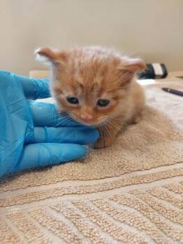 Clem -  Domestic Short Hair Cat for Adoption in Fishers, Indiana - Clem | PetCurious