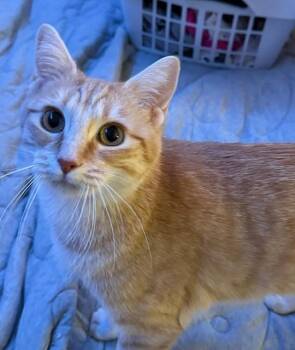 Rescue Domestic Short Hair Cats for Adoption in Elmwood Park, Wisconsin - Ella | PetCurious