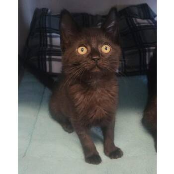 Korra -  Domestic Short Hair Cat for Adoption in Washougal, Washington - Korra | PetCurious