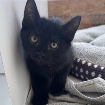 Scarecrow -  Domestic Short Hair Cat for Adoption in Ridgely, Maryland - Scarecrow | PetCurious