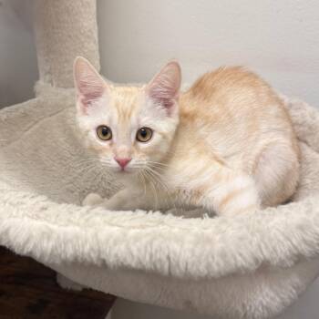 Finn -  Domestic Short Hair Cat for Adoption in Hemet, California - Finn | PetCurious