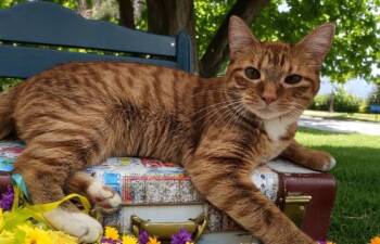 Rescue Tabby Cats for Adoption in Biloxi, Mississippi - Marmalade Markle | PetCurious