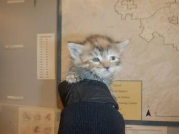 Domestic Short Hair Cats Available for Adoption in San Jose, California - NARANJA | PetCurious