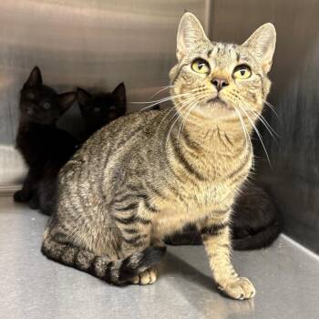 Cake Baby -  Domestic Short Hair Cat for Adoption in Morganton, North Carolina - Cake Baby | PetCurious