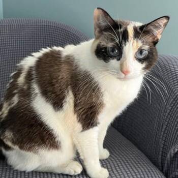 Sassy -  Domestic Short Hair Cat for Adoption in Lansing, Michigan - Sassy | PetCurious