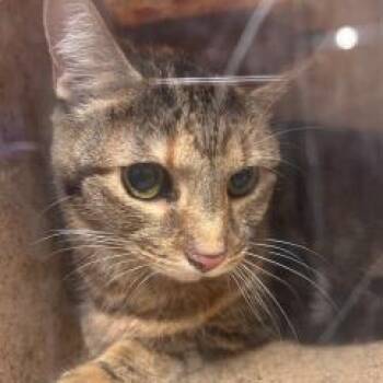 Rescue Domestic Short Hair Cats for Adoption in West Chester, Pennsylvania - Olaya | PetCurious
