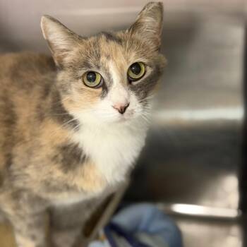 Melody -  Domestic Short Hair Cat for Adoption in Fort Smith, Arkansas - Melody | PetCurious