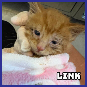 Rescue Domestic Short Hair Cats for Adoption in Glenwood, Minnesota - Link | PetCurious