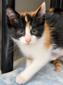 Eggs -  Domestic Short Hair Cat for Adoption in Menomonie, Wisconsin - Eggs | PetCurious