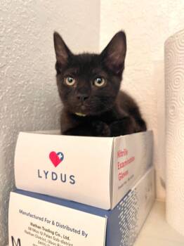 Iris -  Domestic Short Hair Cat for Adoption in Los Angeles, California - Iris | PetCurious