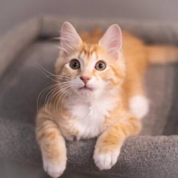 Nebula -  Maine Coon and Domestic Long Hair Cat for Adoption in St. Augustine, Florida - Nebula | PetCurious