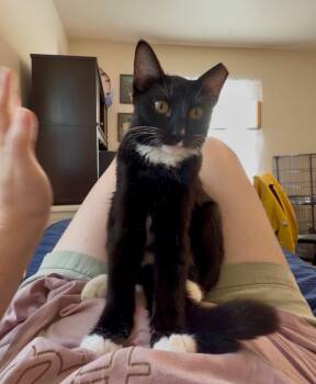 Addy -  Domestic Short Hair Cat for Adoption in Saint Charles, Missouri - Addy | PetCurious