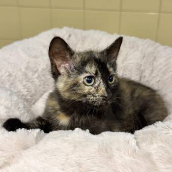 Khaleesi -  Domestic Short Hair Cat for Adoption in East Hampton, New York - Khaleesi | PetCurious