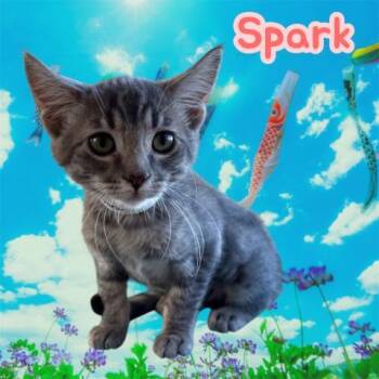 SPARK -  Domestic Short Hair Cat for Adoption in Visalia, California - SPARK | PetCurious