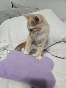 Bearlioz Basilwether (Bearlioz) -  Domestic Short Hair Cat for Adoption in Chicago, Illinois - Bearlioz Basilwether (Bearlioz) | PetCurious