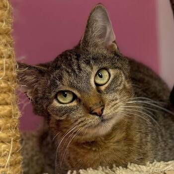 Rescue Domestic Short Hair Cats for Adoption in Norwalk, Connecticut - Arvin | PetCurious