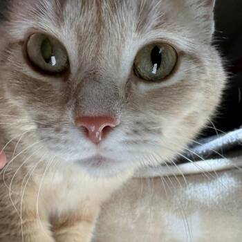 Blondie -  Domestic Short Hair Cat for Adoption in Durango, Colorado - Blondie | PetCurious