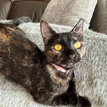 Freckles -  Tortoiseshell Cat for Adoption in Allen, Texas - Freckles | PetCurious