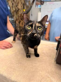 Ember -  Domestic Short Hair Cat for Adoption in Vancouver, Washington - Ember | PetCurious