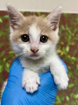 Domestic Short Hair Cats Available for Adoption in San Antonio, Texas - SPORK | PetCurious