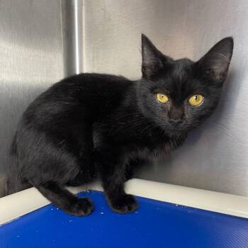 Dash -  Domestic Short Hair Cat for Adoption in Roanoke, Virginia - Dash | PetCurious
