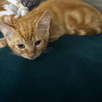 Ess 28687 -  Domestic Short Hair Cat for Adoption in Middleburg, Florida - Ess 28687 | PetCurious
