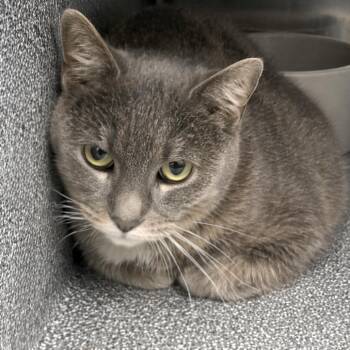 Domestic Short Hair Cats Available for Adoption in Austin, Texas - Skippy | PetCurious