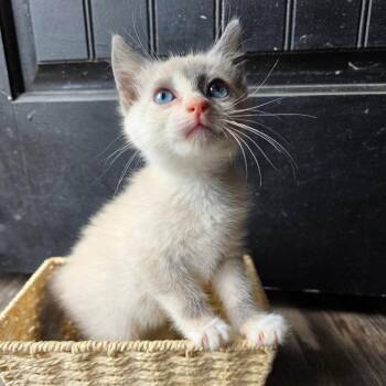 Sable -  Domestic Short Hair Cat Available for Adoption - Sable | PetCurious