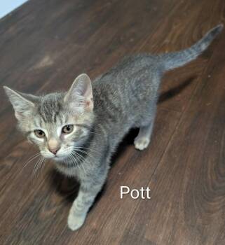 Pott -  Tabby and Domestic Short Hair Cat for Adoption in Spring City, Pennsylvania - Pott | PetCurious