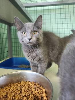 Domestic Short Hair Cats Available for Adoption in Crossville, Tennessee - Lemon | PetCurious