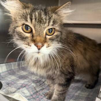 Princess -  Domestic Long Hair Cat for Adoption in Canton, Illinois - Princess | PetCurious