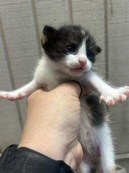 Domestic Short Hair Cats Available for Adoption in Jacksonville, Florida - CLYPSO | PetCurious