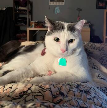 Domestic Short Hair Cats Available for Adoption in Hillsboro, Oregon - INDIGO #1898 - Offered By Owner -Good With Dogs | PetCurious