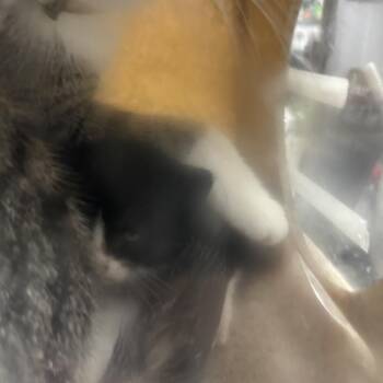 Sterling -  Domestic Short Hair Cat for Adoption in Philadelphia, Pennsylvania - Sterling | PetCurious