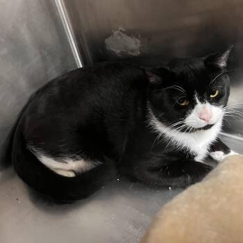 Poblano -  Domestic Short Hair Cat for Adoption in Salisbury, Massachusetts - Poblano | PetCurious