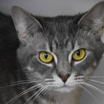 Rescue Domestic Short Hair Cats for Adoption in Columbus, North Carolina - Molly | PetCurious