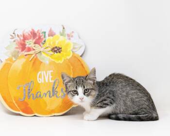 Rescue Tabby Cats for Adoption in Trophy Club, Texas - Cassius | PetCurious