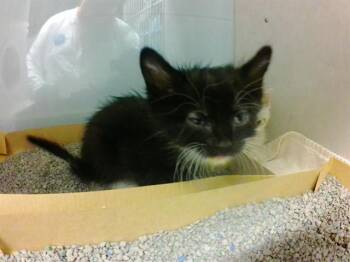 SCRAMBLED -  Domestic Short Hair Cat for Adoption in Omaha, Nebraska - SCRAMBLED | PetCurious