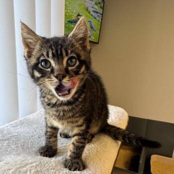 Rigby -  Domestic Short Hair Cat for Adoption in Pleasant Hill, California - Rigby | PetCurious