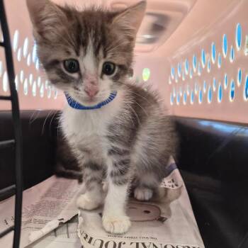Frisky -  Domestic Short Hair Cat for Adoption in Montgomery, Alabama - Frisky | PetCurious