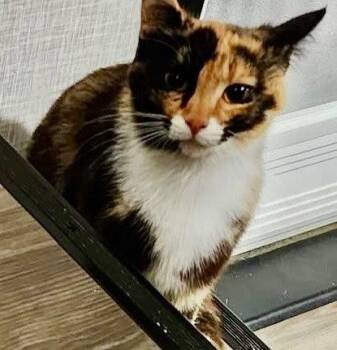 Domestic Short Hair Cats Available for Adoption in Cromwell, Kentucky - Fern | PetCurious