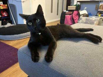 Rescue Domestic Short Hair Cats for Adoption in Hamilton, Ontario - Lollipop - A Tenderhearted Snuggle Queen! | PetCurious