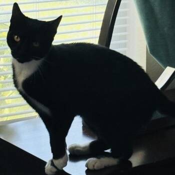 Lucy -  Domestic Short Hair Cat for Adoption - Lucy | PetCurious