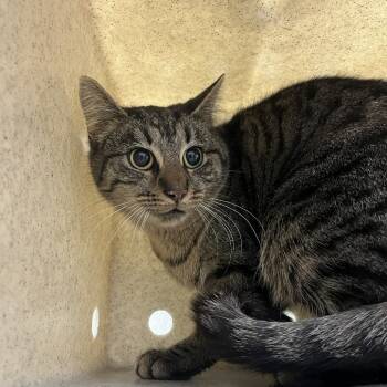 Rescue Domestic Short Hair Cats for Adoption in Lyndhurst, Virginia - SVAS-Stray-37845 | PetCurious