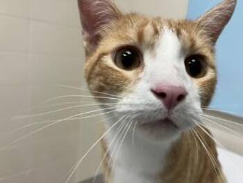 Dippy -  Domestic Short Hair Cat for Adoption in Woodbury, Minnesota - Dippy | PetCurious