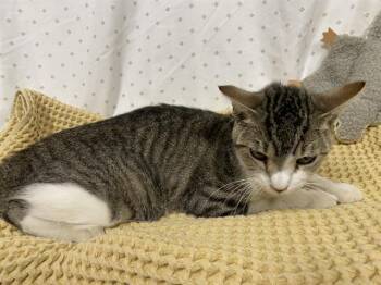 Domestic Short Hair Cats Available for Adoption in Modesto, California - A610828 | PetCurious