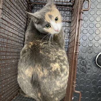 Domestic Short Hair Cats Available for Adoption - Callie | PetCurious