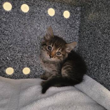 Domestic Short Hair Cats Available for Adoption in Pasadena, California - Thumbelina | PetCurious