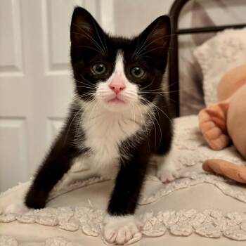 BELLIE (baby grasshopper) -  Domestic Medium Hair Cat for Adoption in Long Beach, California - BELLIE (baby Grasshopper) | PetCurious
