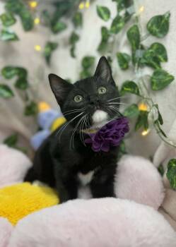 Tuxedo Cats Available for Adoption in Tavares, Florida - Blair  | PetCurious